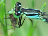 Große Pechlibelle, Ischnura elegans