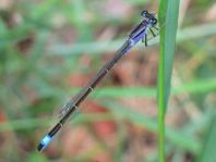 Große Pechlibelle, Ischnura elegans