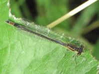 Große Pechlibelle, Ischnura elegans