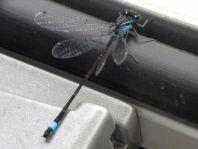 Große Pechlibelle, Ischnura elegans