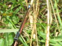 Große Pechlibelle, Ischnura elegans