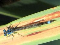 Große Pechlibelle, Ischnura elegans