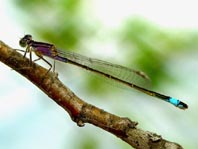 Große Pechlibelle, Ischnura elegans