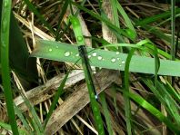 Große Pechlibelle, Ischnura elegans