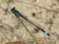 Große Pechlibelle, Ischnura elegans