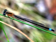 Große Pechlibelle, Ischnura elegans