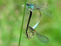 Große Pechlibelle, Ischnura elegans
