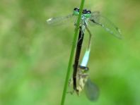Große Pechlibelle, Ischnura elegans