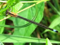 Große Pechlibelle, Ischnura elegans
