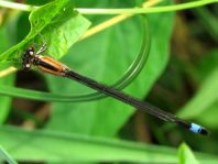 Große Pechlibelle, Ischnura elegans