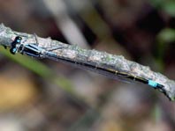 Große Pechlibelle, Ischnura elegans