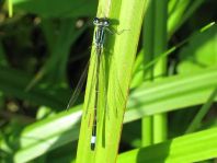 Große Pechlibelle, Ischnura elegans