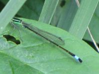 Große Pechlibelle, Ischnura elegans