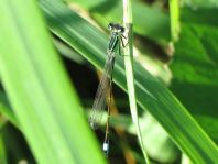 Große Pechlibelle, Ischnura elegans