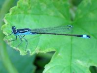 Große Pechlibelle, Ischnura elegans
