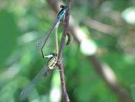 Große Pechlibelle, Ischnura elegans