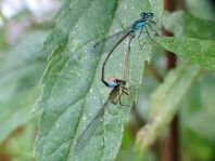 Große Pechlibelle, Ischnura elegans