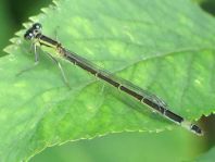 Große Pechlibelle, Ischnura elegans