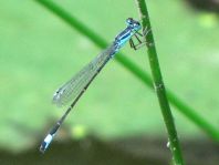 Große Pechlibelle, Ischnura elegans
