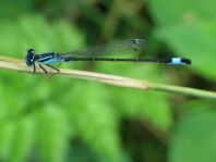 Große Pechlibelle, Ischnura elegans