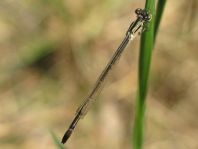 Große Pechlibelle, Ischnura elegans