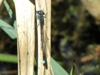 Große Pechlibelle, Ischnura elegans