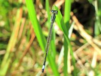 Große Pechlibelle, Ischnura elegans