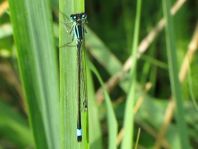Große Pechlibelle, Ischnura elegans