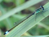 Große Pechlibelle, Ischnura elegans