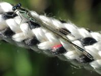 Große Pechlibelle, Ischnura elegans