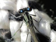 Große Pechlibelle, Ischnura elegans