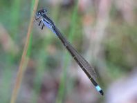 Große Pechlibelle, Ischnura elegans