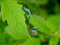 Große Pechlibelle, Ischnura elegans
