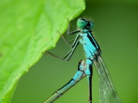 Große Pechlibelle, Ischnura elegans
