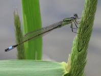 Große Pechlibelle, Ischnura elegans