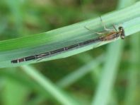 Große Pechlibelle, Ischnura elegans