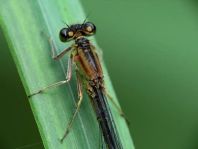 Große Pechlibelle, Ischnura elegans