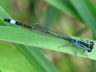 Große Pechlibelle, Ischnura elegans