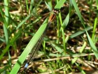Große Pechlibelle, Ischnura elegans