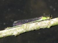 Große Pechlibelle, Ischnura elegans