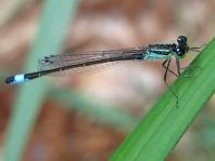 Große Pechlibelle, Ischnura elegans