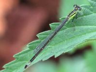 Große Pechlibelle, Ischnura elegans