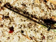 Große Pechlibelle, Ischnura elegans