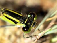 Große Pechlibelle, Ischnura elegans