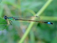 Große Pechlibelle, Ischnura elegans