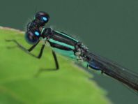 Große Pechlibelle, Ischnura elegans