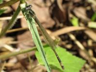 Große Pechlibelle, Ischnura elegans