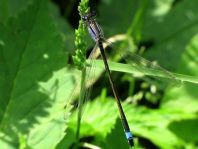 Große Pechlibelle, Ischnura elegans