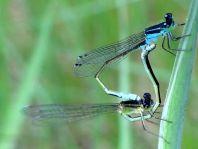 Große Pechlibelle, Ischnura elegans