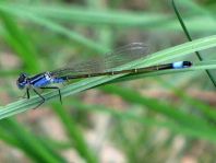 Große Pechlibelle, Ischnura elegans